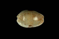 藏品(腰斑寶螺)的圖片